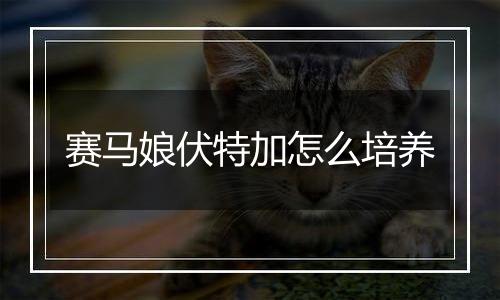 赛马娘伏特加怎么培养