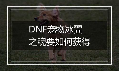 DNF宠物冰翼之魂要如何获得